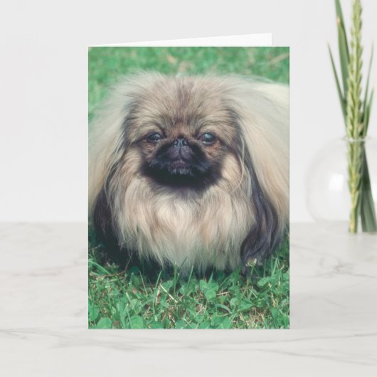 Carte Pekingese (Devant)