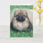 Carte Pekingese (Fleur jaune)