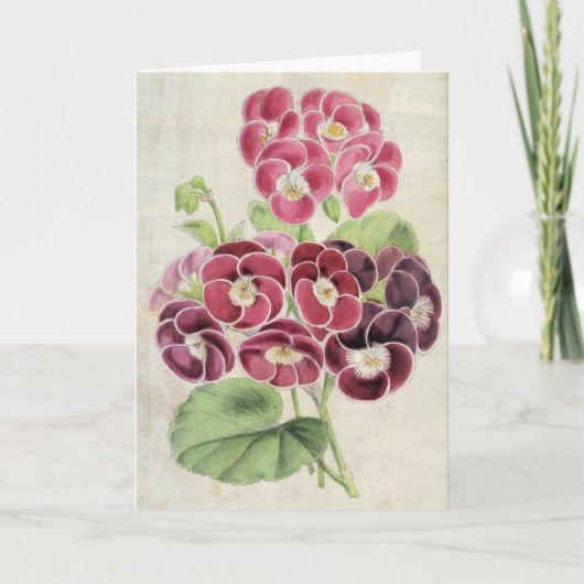 Carte Pelargoniums vintages de fantaisie (Devant)