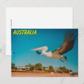 Carte Pélican Australie (Devant / Derrière)