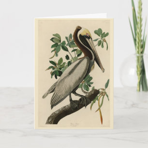 Carte Pélican Brown d'Audubon's Birds of America