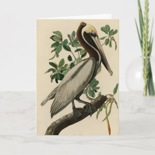 Carte Pélican Brown d'Audubon's Birds of America