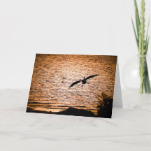 Pélican de Coorong au crépuscule