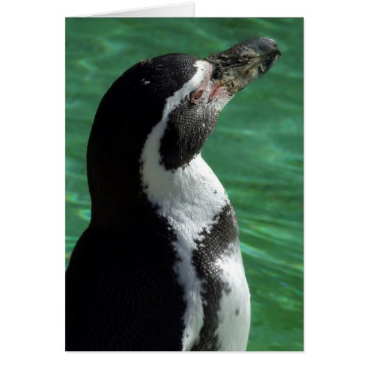 Carte Penguin (Devant)