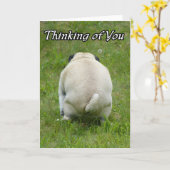 Carte Pensée à vous carlin grossier drôle (Fleur jaune)