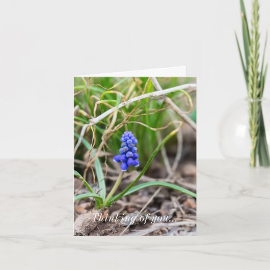 Carte Pensée pour Vous - Muscari solitaire (Devant)