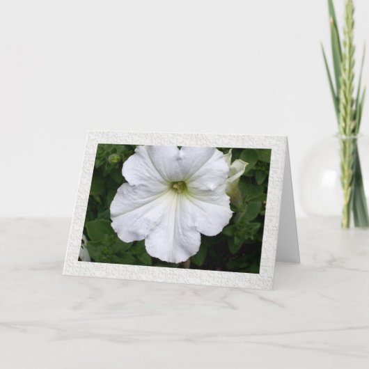 Carte Pensées de vous Petunia (Devant)