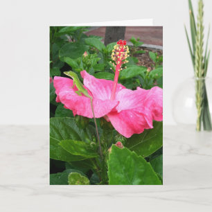 Carte Penser à vous Hibiscus rose Tropical Lizard