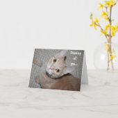 Carte Penser à vous Kitten (Fleur jaune)