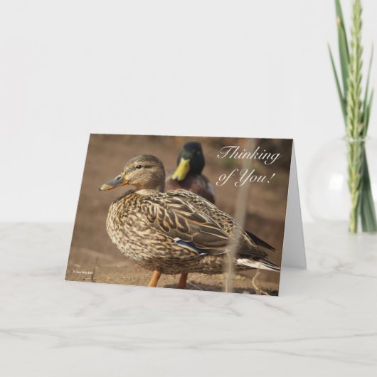 Carte Penser à vous les canards (Devant)