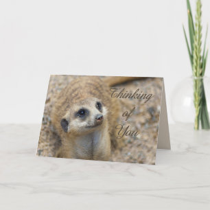 Carte Penser À Vous Meerkat