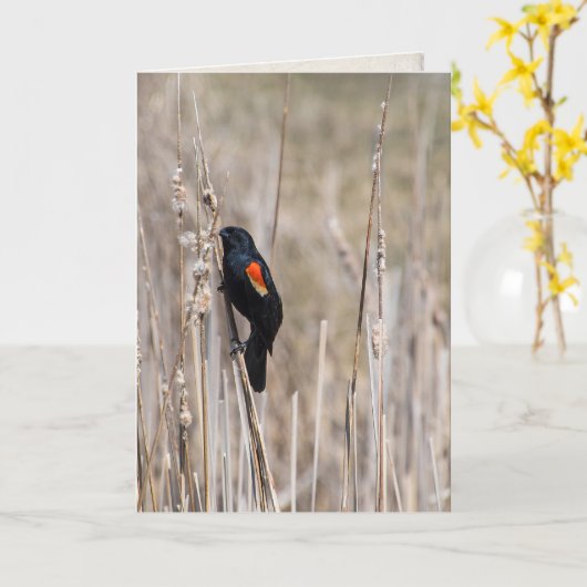 Carte penser à vous-rouge merle à ailes sur herbe sèche (Fleur jaune)