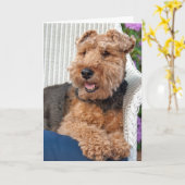 Carte penser à vous-Welsh Terrier sur fauteuil en osier (Fleur jaune)