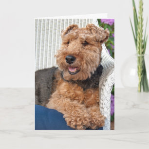 Carte penser à vous-Welsh Terrier sur fauteuil en osier