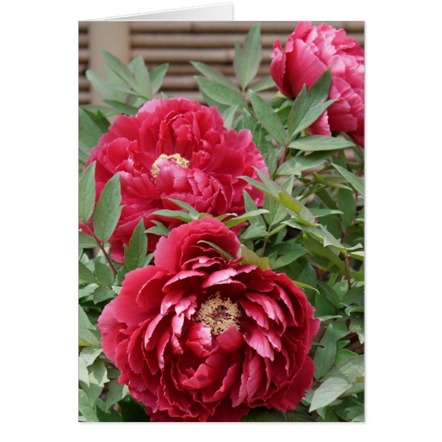 Carte Peonies à Kamakura (Devant)