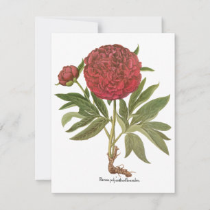 Carte Peonies vintages, Fleurs de pivoines par Basilius