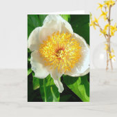 CARTE PEONNE BLANCHE AVEC CENTRE JAUNE/COLLINE DE CHERRY (Fleur jaune)