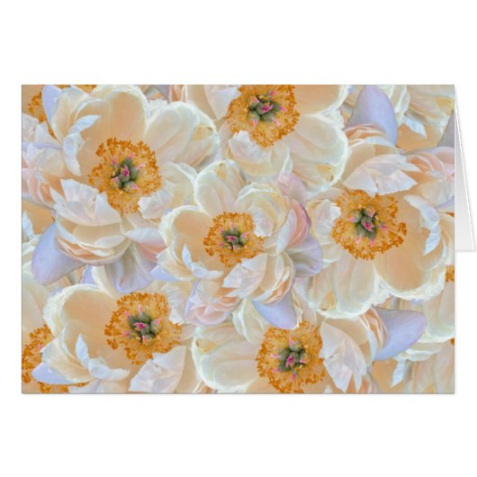 Carte Peony Blush (Devant Horizontal)