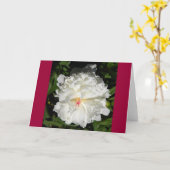 Carte peony gros plan Paeonia lactiflora (Fleur jaune)