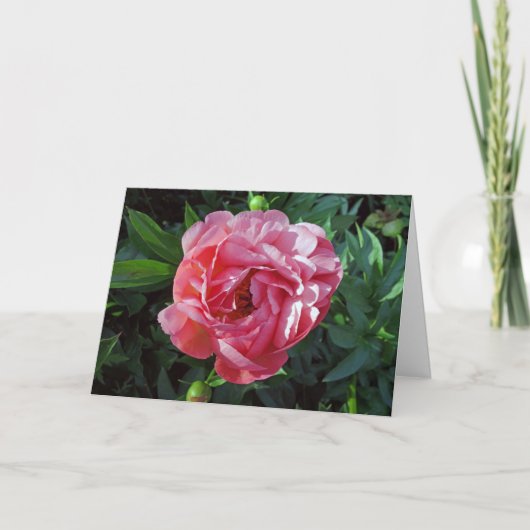 Carte Peony rose (Devant)
