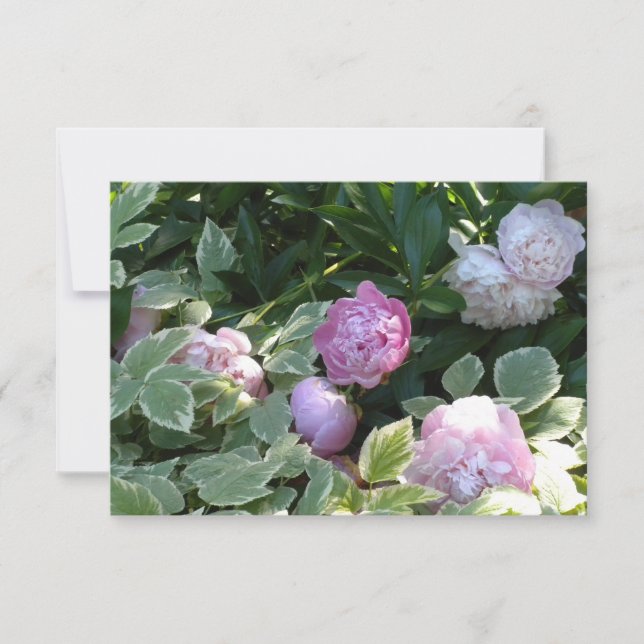 Carte Peony rose (Devant)