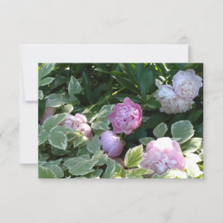 Carte Peony rose