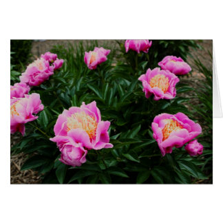 CARTE PEONY ROSE