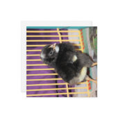 Carte Pep (Devant/Arrière en situation)