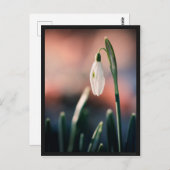 Carte Perce Neige (Devant / Derrière)