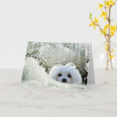 Carte Perce-neige que la "pensée maltaise à vous" (Fleur jaune)