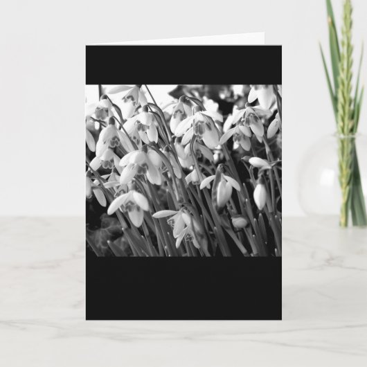 Carte Perce-neiges (Devant)