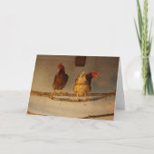Carte "Perching" Deux poulets perchés en coop / serre (Devant)