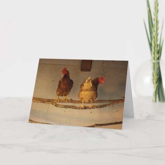 Carte "Perching" Deux poulets perchés en coop / serre (Devant)