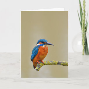 Carte Perching Kingfisher