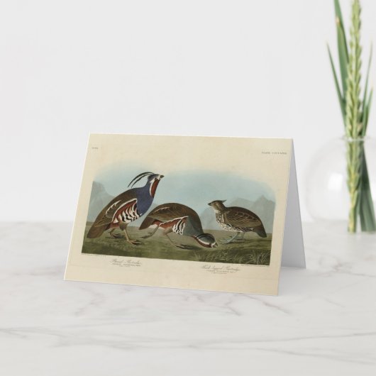 Carte Perdrix en peluche et à pattes épaisses - Audubon' (Devant)