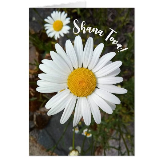 Carte Perky White Daisy Rosh Hashanah (Devant)