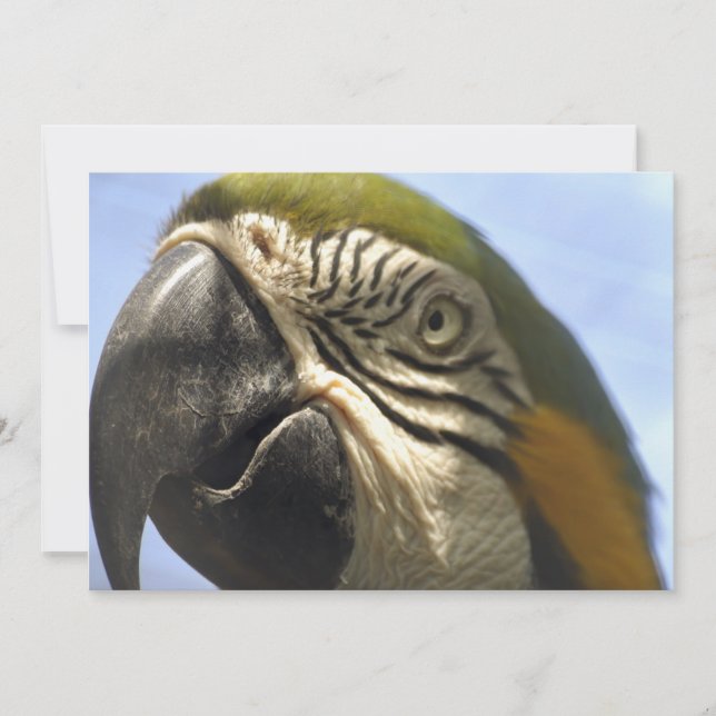 Carte Perroquet (Devant)