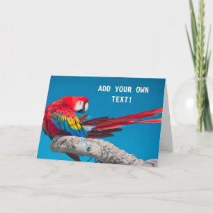 Carte Perroquet