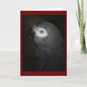 CARTE PERROQUET 4-GREY