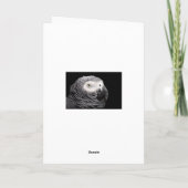 Carte Perroquet gris d'Afrique (Dos)