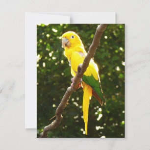 Carte Perroquet Jaune