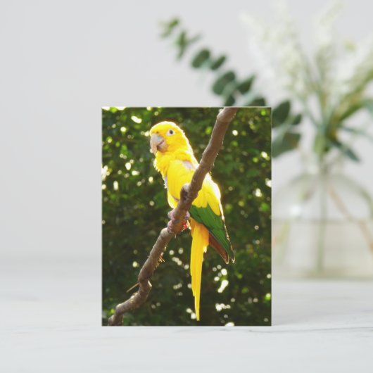 Carte Perroquet jaune (Debout devant)