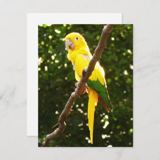 Carte Perroquet jaune (Devant / Derrière)