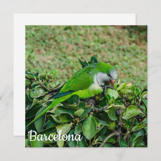 Carte Perroquet vert (Devant / Derrière)