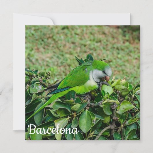 Carte Perroquet vert (Devant)