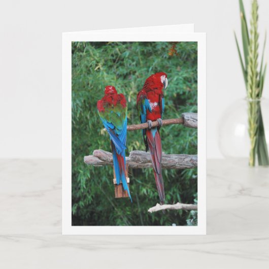 Carte Perroquets Rouges Bleus Et Verts (Devant)