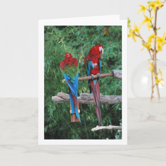 Carte Perroquets Rouges Bleus Et Verts (Fleur jaune)