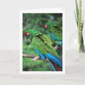 Carte Perroquets verts rouges et bleus (Devant)