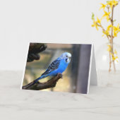 Carte Perruche bleue (Fleur jaune)
