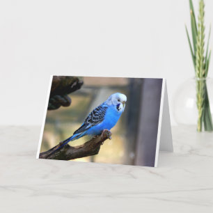 Carte Perruche bleue